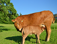 Gut Animos - Limousin Bio-Rinderzucht