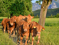 Gut Animos - Limousin Bio-Rinderzucht